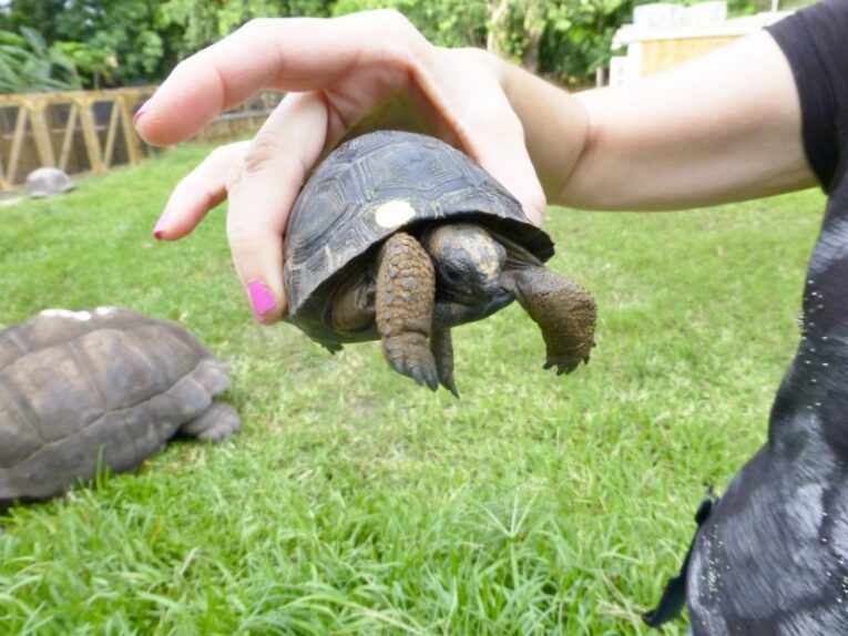 Aldabra-Tortoise-Hatchlings-Layaway-for-Christmas3.jpg