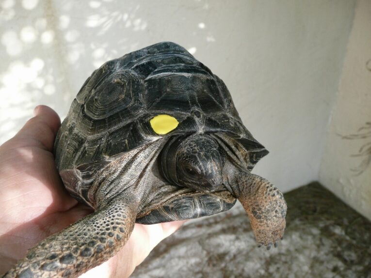 Aldabra-tortoise-for-sale-6-inch-ball-of-energy-1850.001.jpg