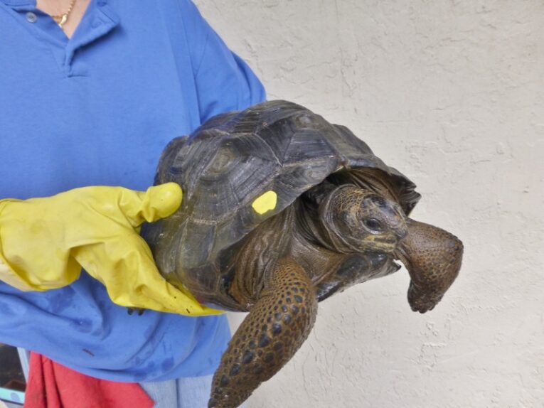 Aldabra-tortoises-surgically-sexed-11-to-12-inches2.jpg