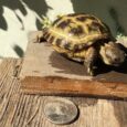 Baby Russian Hatchlings (CB – Agrionemys Horsfeldii)