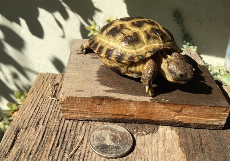 Baby-Russian-Hatchlings-CB-Agrionemys-Horsfeldii5.jpg