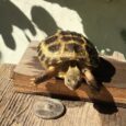 Baby Russian Hatchlings (CB – Agrionemys Horsfeldii)