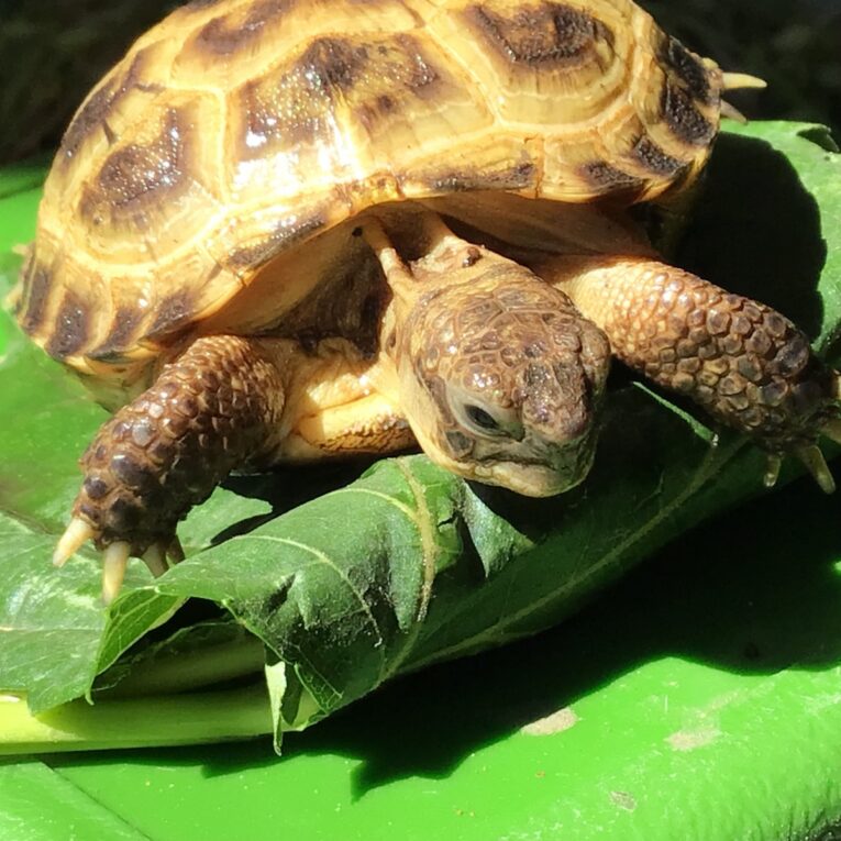 Baby-Russian-Hatchlings-CB-agrionemys-horsfeldii4.jpg