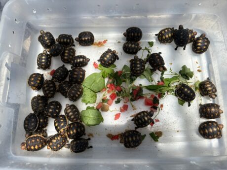 Dwarf Brazilian Cherryhead Hatchlings - Cheap Pet Monkeys USA