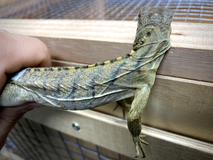 Cuban Iguanas TAME - Cheap Pet Monkeys USA