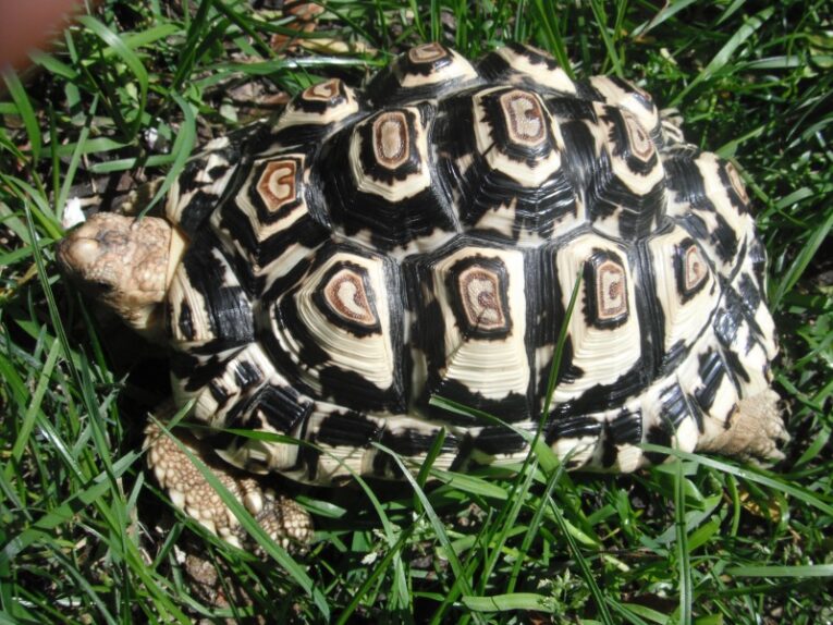 Female-Leopard-Tortoise5.jpg