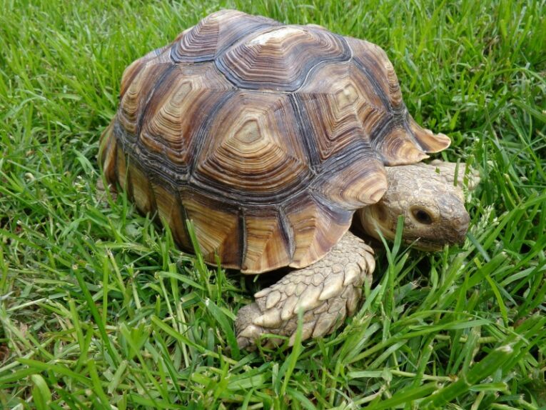 Female-Sulcata-Tortoise1.jpg