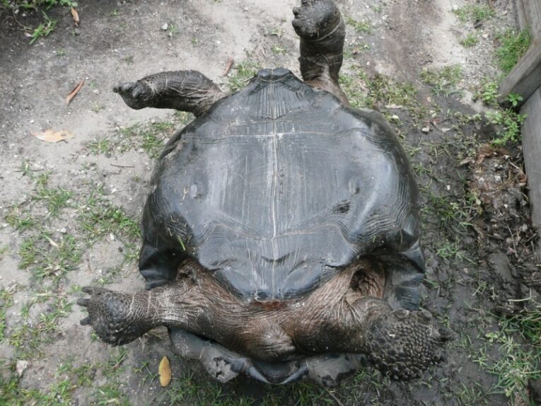 Galapagos-tortoise-Young-Adult-Female-32-inch-straight-shell-length3.jpg