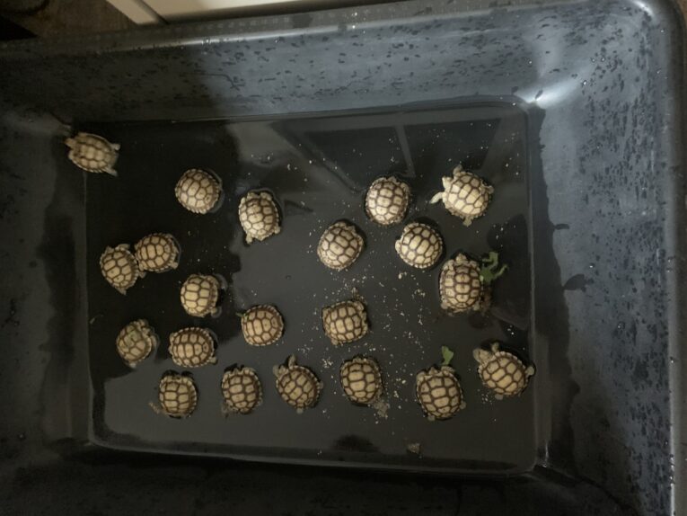 Het-Albino-Sulcata-Hatchlings1.jpg