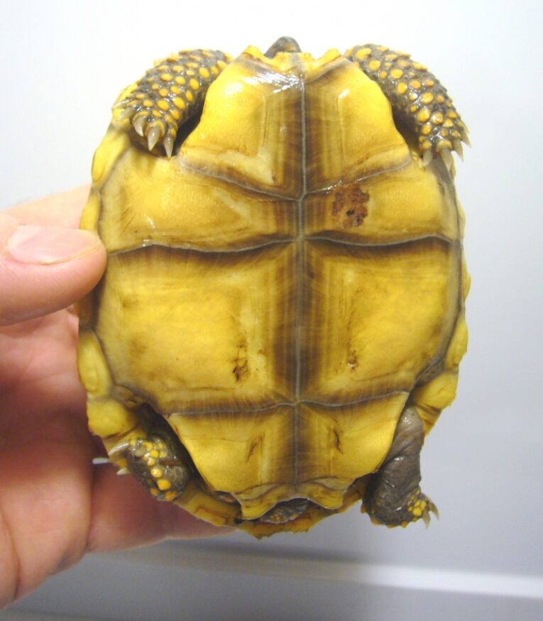 High-Color-Yellowfoot-Tortoise1.jpg