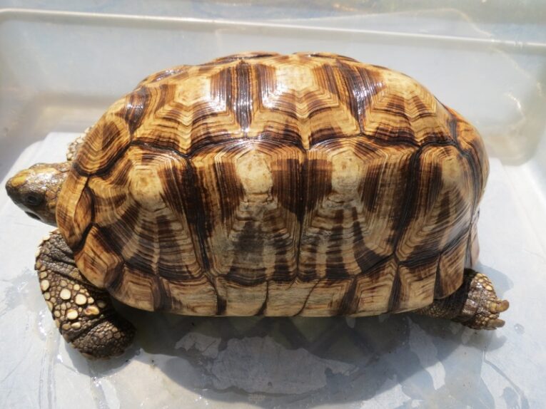 Huge-Proven-Male-Burmese-Star-Tortoise1.jpg