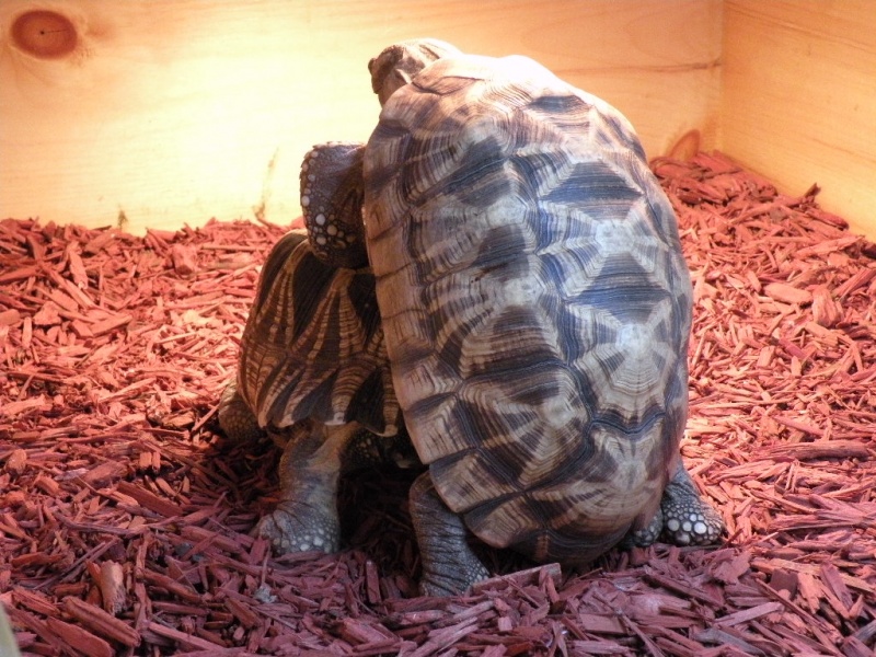 Huge Proven Male Burmese Star Tortoise - Cheap Pet Monkeys USA