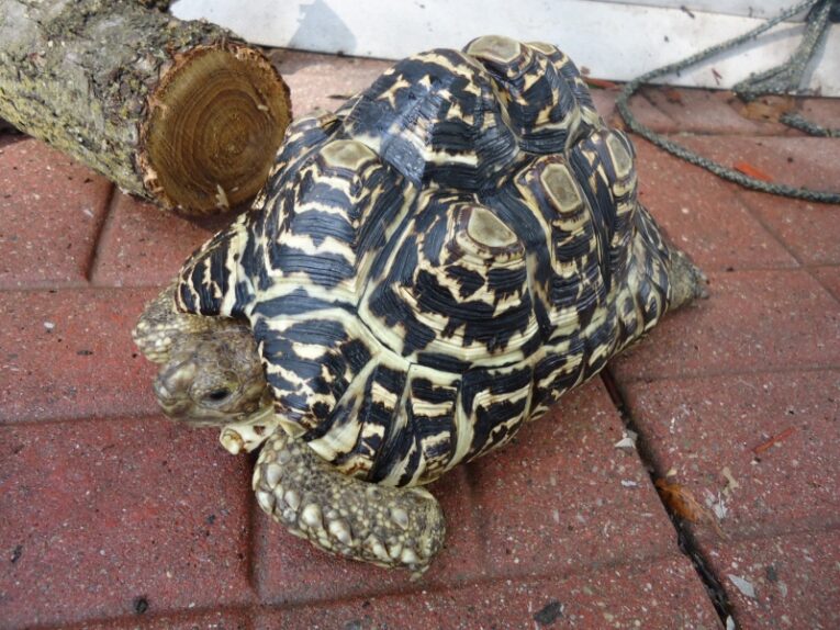 LARGE-ADULT-MALE-LEOPARD-TORTOIS1.jpg