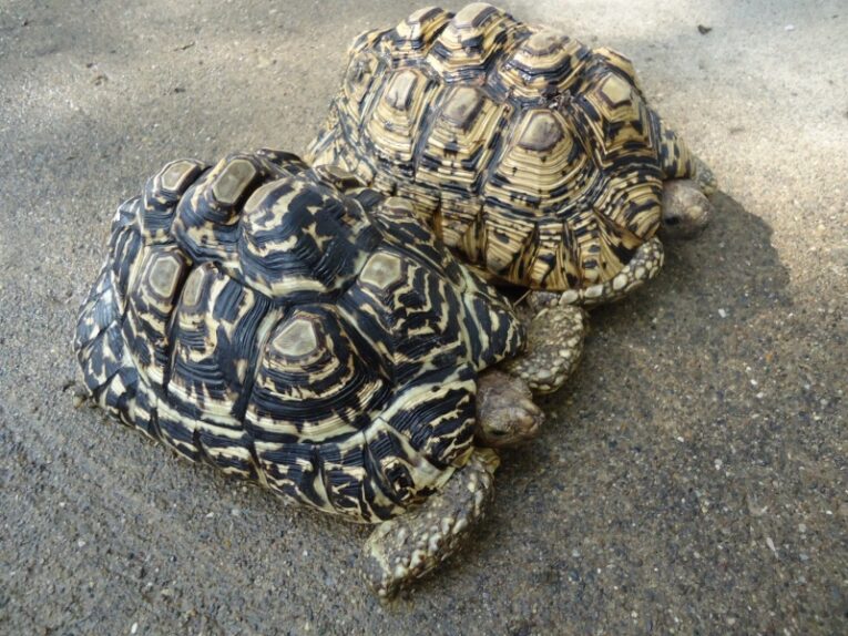 LARGE-ADULT-MALE-LEOPARD-TORTOIS4.jpg