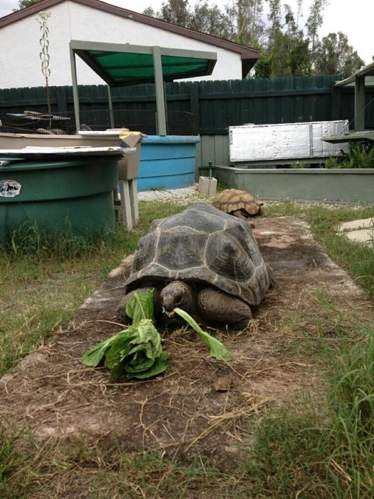 LAST-PRICE-DROP-16000-male-Aldabra1.jpg