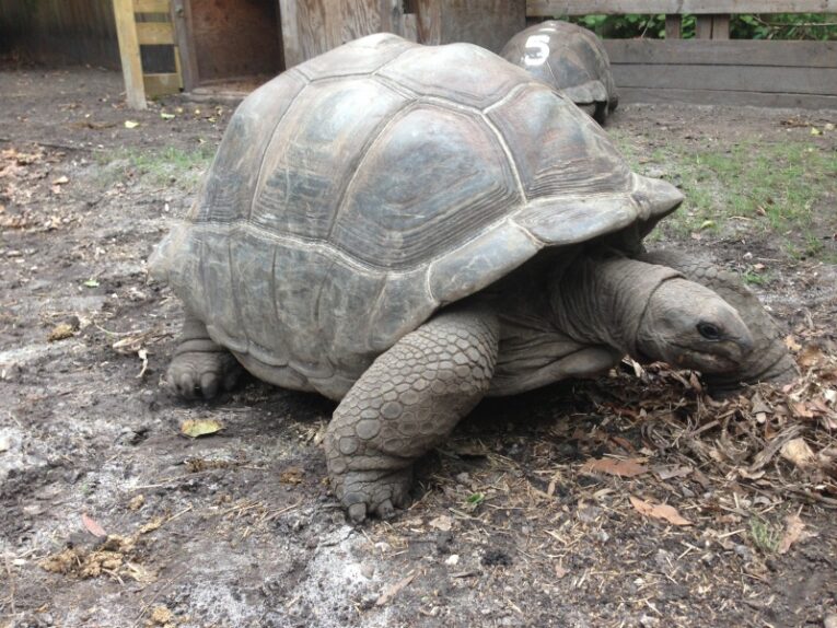 Large-Male-Adult-Aldabra-tortoise-1.jpg