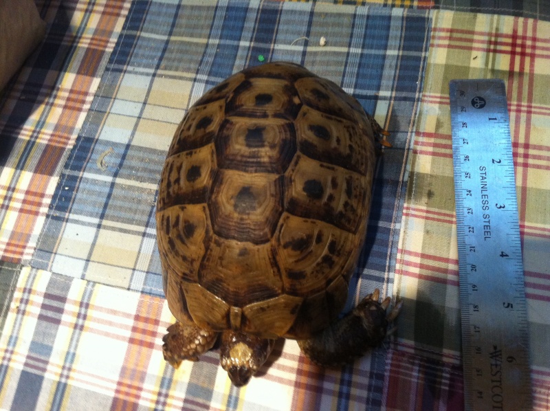 Male Greek Tortoise - Cheap Pet Monkeys USA