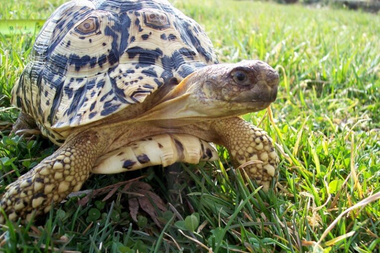 Male-South-African-Leopard-Tortoise1.jpg
