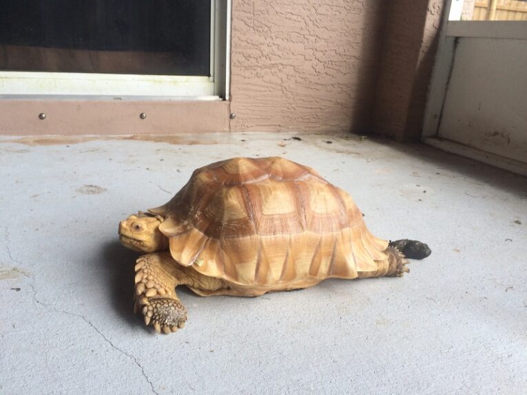 Male-ivory-sulcata-12in.-FLA-PICK-UP-ONLY1.jpg