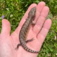 Northern Blue Tongue Skink