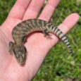 Northern Blue-Tongued Skinks Baby