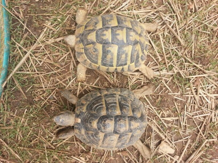 Pair-of-adult-Hermanns-tortoises1.jpg