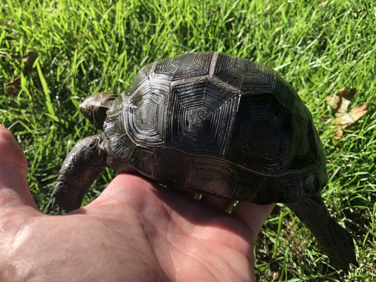 Perfect-Scute-Aldabra-Tortoise-Hatchlings4.jpg