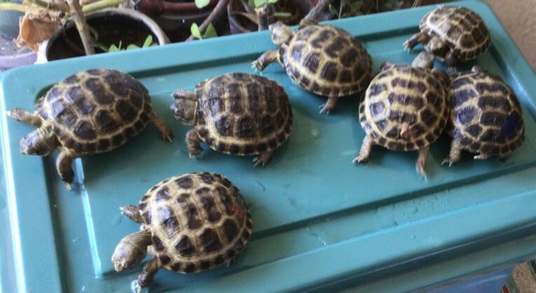RUSSIAN-BABY-TORTOISES-AVAILABLE.jpg