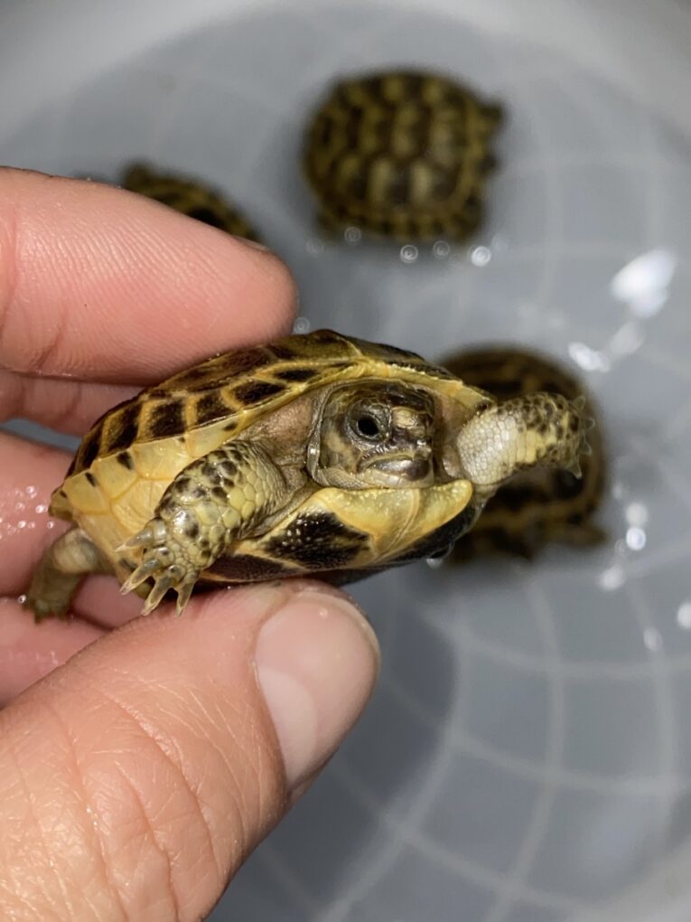 RUSSIAN-TORTOISE-BABIES2.jpg