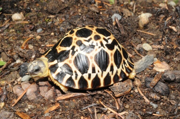 Radiated-Tortoise-Hatchling1-1.jpg