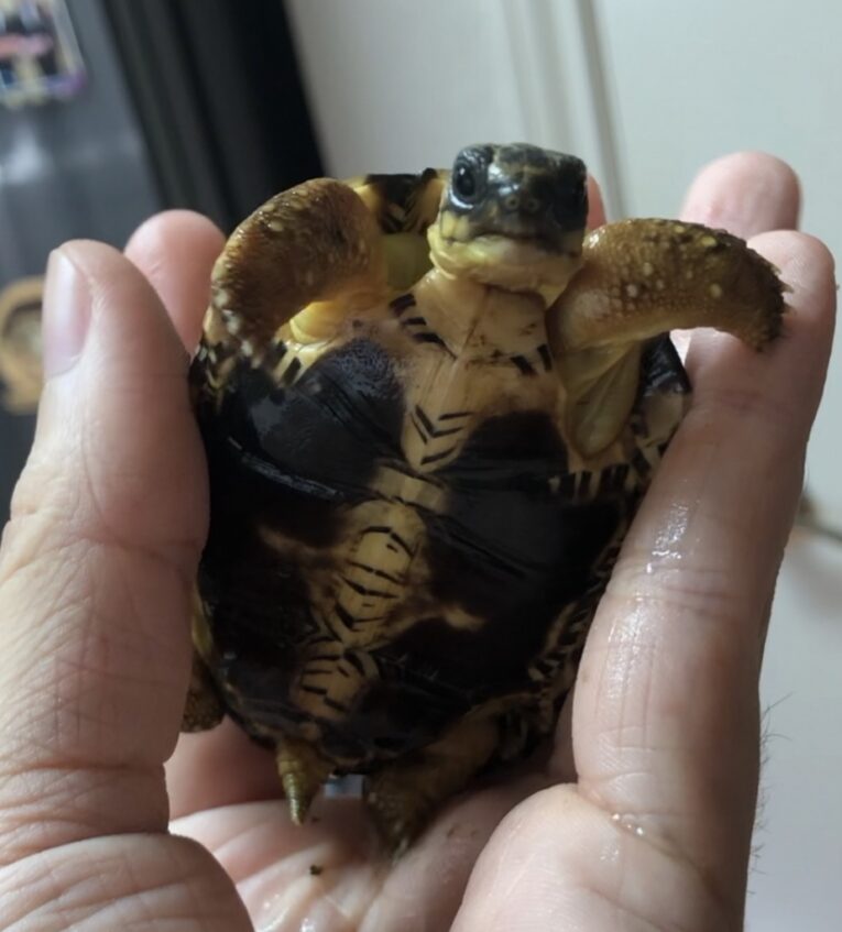 Radiated-Tortoise-TX-Residents-only3.jpg