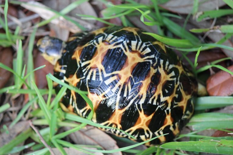 Radiated-Tortoise-Yearlings-3-Studbooked-and-Unsexed1.jpg