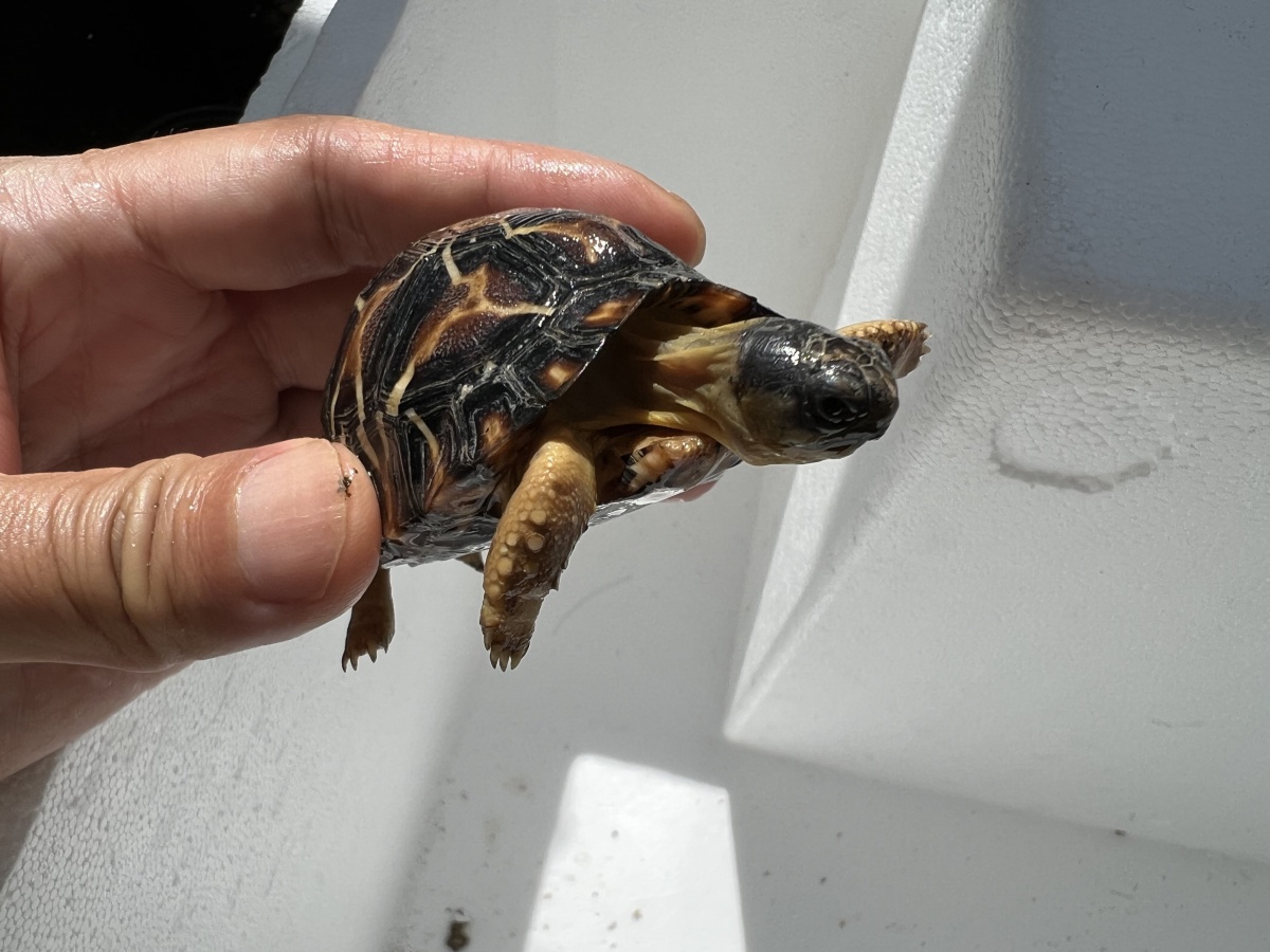 Radiated tortoise babies for sale - Cheap Pet Monkeys USA