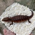 Red X Dark Line Northern Blue Tongue Skink