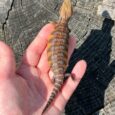 Red X Dark Line Northern Blue Tongue Skink