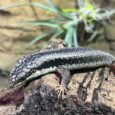 Southwestern Crevice Skink (Egernia Napoleonis)