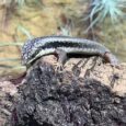 Southwestern Crevice Skink (Egernia Napoleonis)