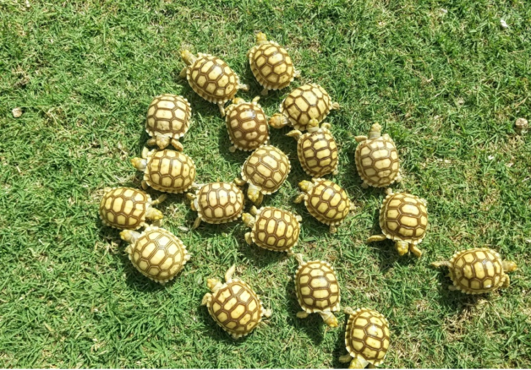 Sulcata-Hatchlings-FULL-YEAR-Health-Guarantee33-1.png