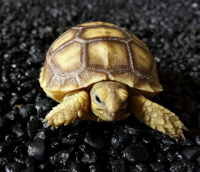 Baby Spur Thigh / Sulcata Tortoise - Cheap Pet Monkeys USA