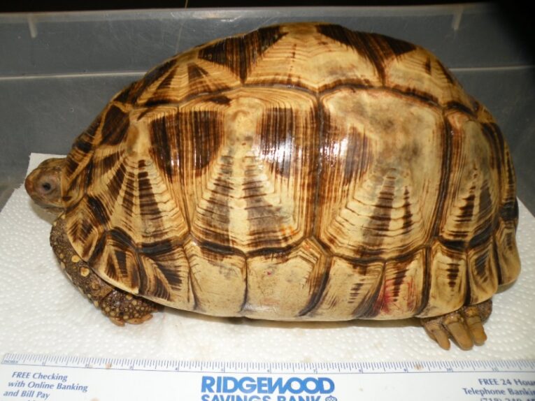 Very-Large-High-Yellow-FEMALE-Burmese-Star-Tortoise1-1.jpg