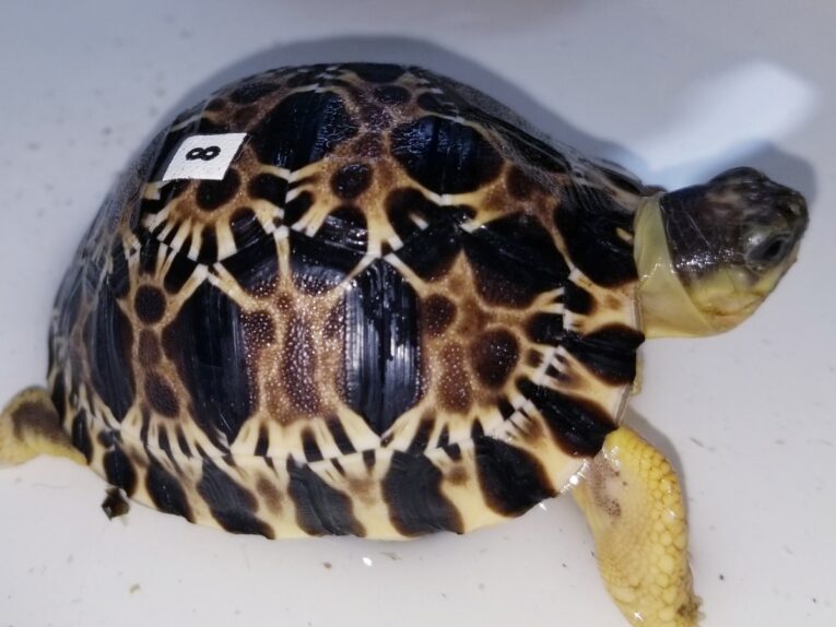 Well-Started-Radiated-hatchlings2.jpg