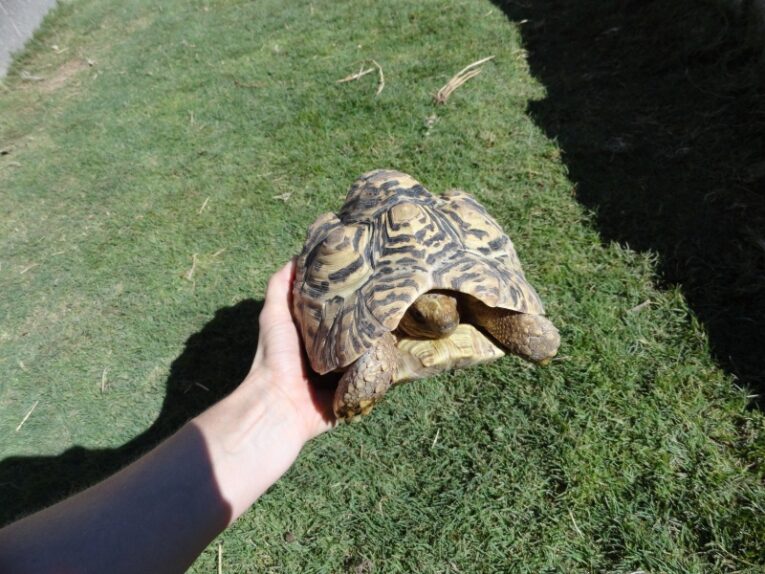 Young-Adult-Leopard-Tortoise2.jpg