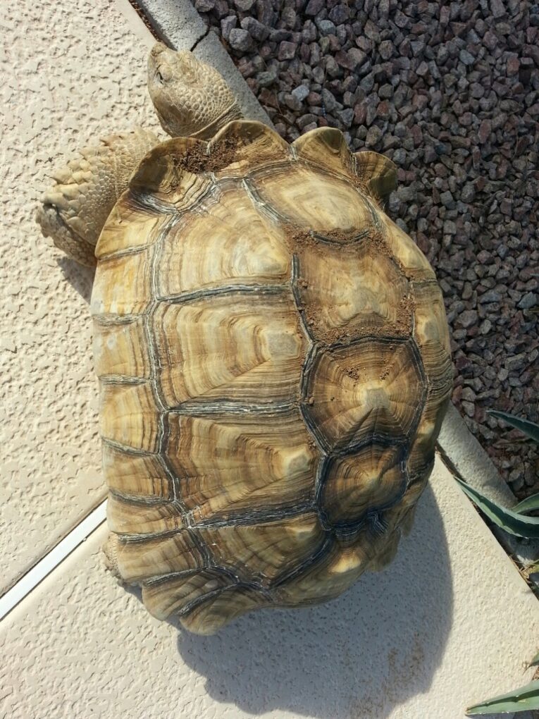 african-sulcata-male1-1.jpg