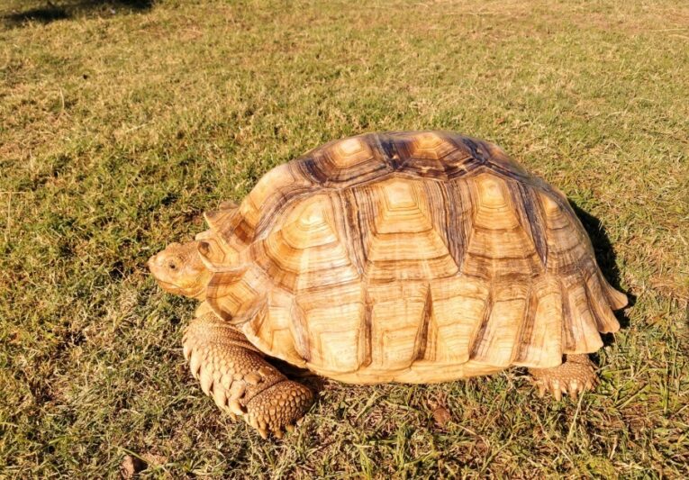 ivory-sulcata1.jpg