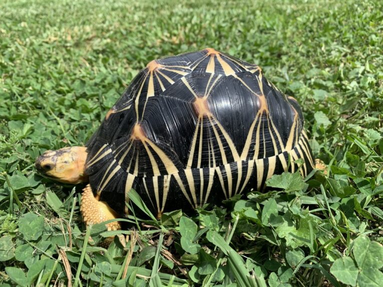 sub-adult-Radiated-tortoises1.jpg
