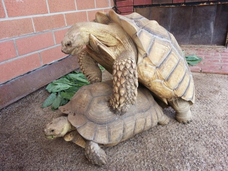 sulcata-pair1.jpg